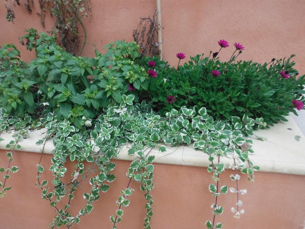 Appartement Le Romarin مالمور المظهر الخارجي الصورة